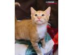Adopt Pekoe a Orange or Red Tabby Tabby (short coat) cat in Houston