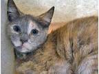 Adopt a Tortoiseshell Domestic Shorthair cat in Wildomar, CA (41425540)