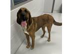 Adopt Hank a Hound (Unknown Type) / Mixed dog in Topeka, KS (41424549)