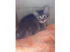 Adopt Ping Pong a Domestic Mediumhair / Mixed cat in Houston, TX (41425537)