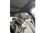 Adopt Beaux a Black - with White Border Collie / Mixed dog in Greenbelt