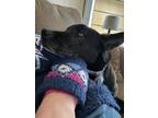 Adopt Bella a Black - with White Pharaoh Hound / German Shepherd Dog / Mixed dog