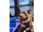 Adopt Kai a Tan/Yellow/Fawn - with White American Pit Bull Terrier / Mixed dog