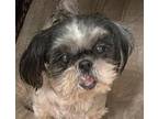 Adopt Freja a White - with Gray or Silver Shih Tzu / Mixed dog in CUMMING