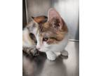 Adopt Cleo a Domestic Shorthair / Mixed (short coat) cat in Carthage