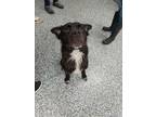 Adopt Dewey a Labrador Retriever / Mixed Breed (Medium) / Mixed dog in Carthage