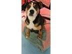 Adopt Abby a Tricolor (Tan/Brown & Black & White) Beagle / Mixed dog in Royal