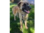 Adopt Jem a Shepherd (Unknown Type) / Mixed dog in Vancouver, WA (41413636)