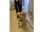 Adopt Velma a Tan/Yellow/Fawn Retriever (Unknown Type) / Mixed dog in Arlington