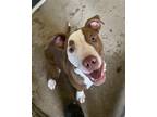 Adopt Huckleberry a Brown/Chocolate American Pit Bull Terrier / Mixed dog in