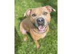 Adopt Atlas a Tan/Yellow/Fawn Mutt dog in New York, NY (41425471)