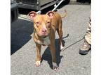 Adopt Dallas a Mutt dog in New York, NY (41415483)