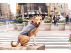 Adopt Polly a Tan/Yellow/Fawn Mutt dog in New York, NY (41200341)