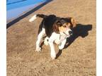 Adopt Themba a Tricolor (Tan/Brown & Black & White) Basset Hound / Beagle /
