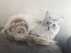 Adopt Madeline Mama of Cookie Litter a White Siberian (long coat) cat in Anthem