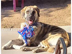 Adopt Lucy a Tan/Yellow/Fawn Great Pyrenees / German Shepherd Dog / Mixed dog in