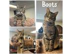Adopt Boots a Brown Tabby Domestic Shorthair / Mixed Breed (Medium) / Mixed