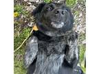 Adopt Misty a Black Australian Cattle Dog / Mixed Breed (Medium) / Mixed (short