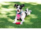 Adopt Boba a White Mixed Breed (Small) / Mixed dog in Lynnwood, WA (41315926)