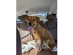 Adopt Gloria a Tan/Yellow/Fawn Terrier (Unknown Type, Medium) / Basset Hound /