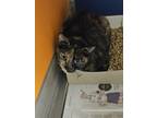 Adopt Bernice a All Black Domestic Shorthair / Domestic Shorthair / Mixed cat in