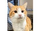 Adopt Dill Pickles a Orange or Red Domestic Shorthair / Domestic Shorthair /