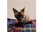 Adopt Tac a Brown or Chocolate Siamese / Domestic Shorthair / Mixed cat in