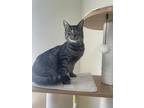 Adopt Kelly the Kat a All Black Domestic Shorthair / Domestic Shorthair / Mixed