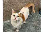 Adopt Patrick a White Domestic Shorthair / Domestic Shorthair / Mixed cat in