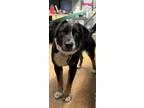 Adopt Layla a Black Shepherd (Unknown Type) / Mixed dog in Madera, CA (41425055)