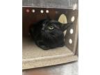 Adopt Aria a All Black Domestic Shorthair / Domestic Shorthair / Mixed cat in
