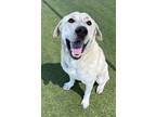 Adopt Pluto a White Anatolian Shepherd / Mixed dog in Grapevine, TX (41425047)