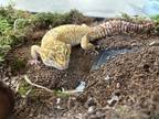 Adopt Rango a Gecko / Lizard / Mixed reptile, amphibian, and/or fish in Lorton