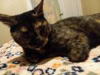 Adopt Peachy a Tortoiseshell American Shorthair / Mixed (short coat) cat in
