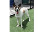 Adopt Rosie posie a Tricolor (Tan/Brown & Black & White) Akita / Mixed dog in