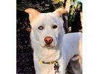 Adopt Fritz IN LA!! a White - with Tan, Yellow or Fawn Jindo / Husky / Mixed dog