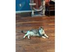 Adopt Champagne Problems a Gray, Blue or Silver Tabby Domestic Shorthair / Mixed