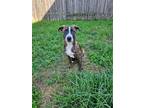 Adopt Mia a Brindle - with White Plott Hound / Mixed dog in League City