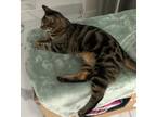 Adopt Saturn a Brown or Chocolate American Shorthair / Mixed (short coat) cat in