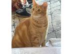 Adopt Koi a Orange or Red Domestic Shorthair / Mixed (short coat) cat in