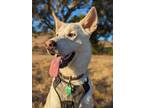 Adopt Loki a White German Shepherd Dog / Mixed dog in Richmond, CA (39819503)