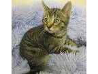Adopt Goofy (+ Mickey) a Brown Tabby Domestic Shorthair / Mixed (short coat) cat
