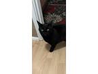 Adopt Luna a Black (Mostly) Domestic Shorthair / Mixed (short coat) cat in Reno