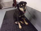 Adopt Rain a Black Shepherd (Unknown Type) dog in Jourdanton, TX (41424969)