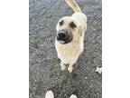 Adopt Chief a Gray/Blue/Silver/Salt & Pepper Anatolian Shepherd dog in