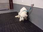 Adopt Albert a White Great Pyrenees dog in Jourdanton, TX (41424963)
