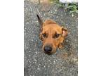 Adopt Mcsween a Red/Golden/Orange/Chestnut Labrador Retriever dog in Jourdanton