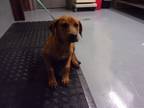 Adopt Mcsween a Red/Golden/Orange/Chestnut Labrador Retriever dog in Jourdanton