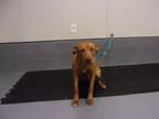 Adopt Sacagawea a Red/Golden/Orange/Chestnut Labrador Retriever dog in