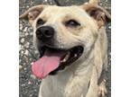 Adopt Boston Rob a Tan/Yellow/Fawn Terrier (Unknown Type